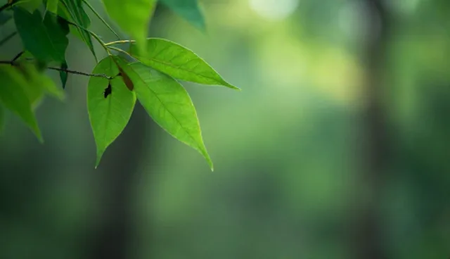 域名选择与维护：两种做法对比及实际取舍